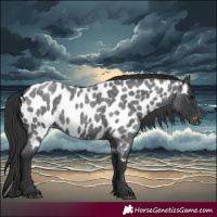 Horse Color:Blue Roan Appaloosa 