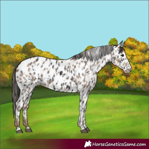 Horse Color:Black Appaloosa  and Classic Champagne Appaloosa 