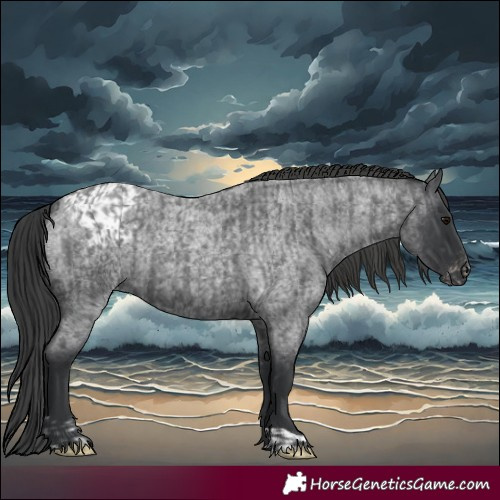 Horse Color:Blue Roan  and Blue Roan Appaloosa 