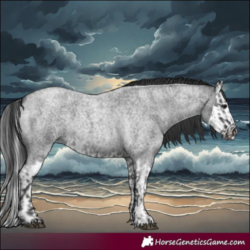 Horse Color:Blue Roan  and Blue Roan Splash 