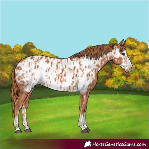 Horse Color:Chestnut Appaloosa  and Chestnut Frame Appaloosa 
