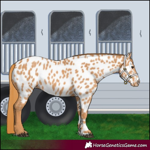 Horse Color:Chestnut Near Leopard 