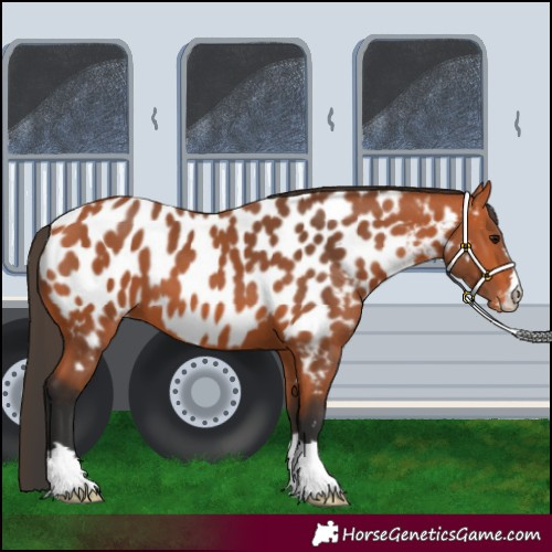 Horse Color:Bay Appaloosa