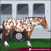 Horse Color:Bay Near Leopard 