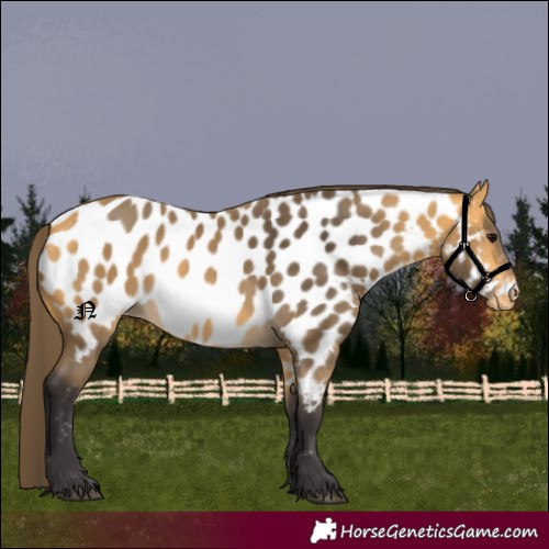 Horse Color:Buckskin Appaloosa 