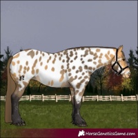 Horse Color:Buckskin Appaloosa 