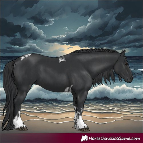Horse Color:Black Tobiano and Black Tobiano