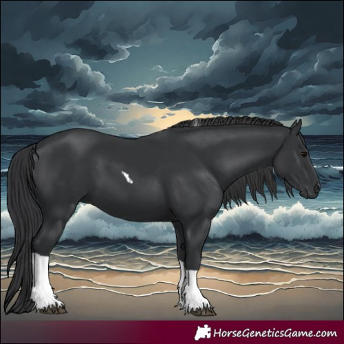 Horse Color:Black Tobiano 