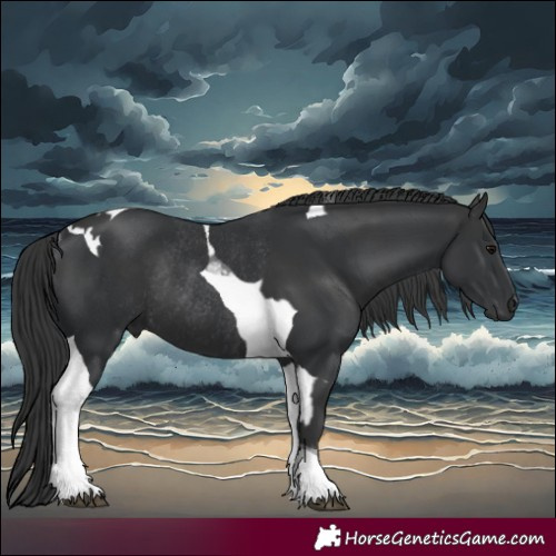 Horse Color:Black Tobiano Rabicano and Black Tobiano Rabicano