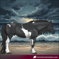 Horse Color:Black Tobiano Rabicano and Black Tobiano Rabicano