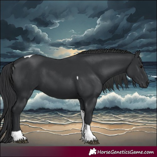 Horse Color:Black Tobiano