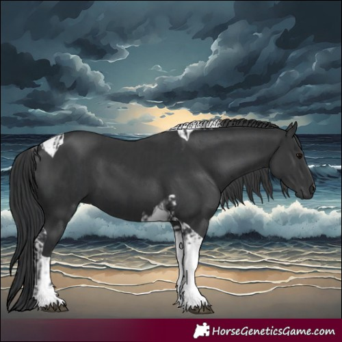 Horse Color:Black Tobiano and Black Tobiano