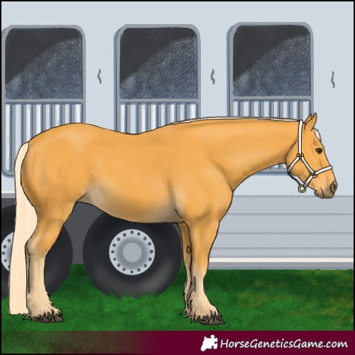 Horse Color:Palomino