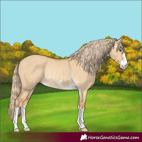 Horse Color:Palomino Dun Rabicano