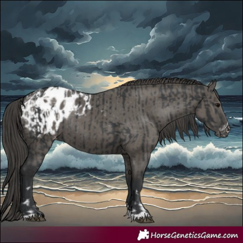 Horse Color:Black Appaloosa Rabicano  and Grullo Appaloosa Rabicano 