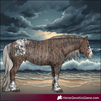 Horse Color:Black Appaloosa Rabicano  and Silver Black Appaloosa Rabicano 