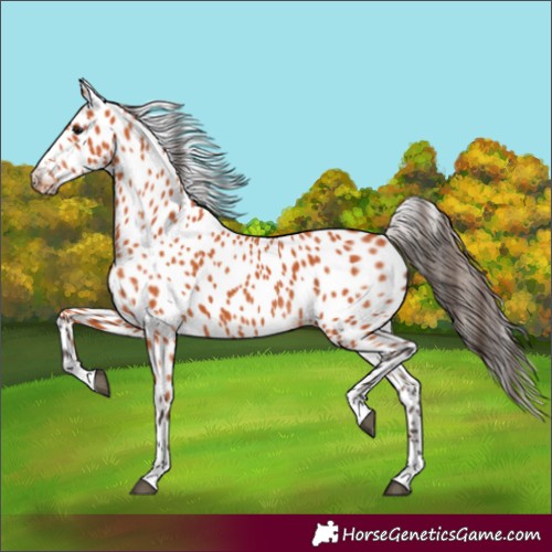 Horse Color:Bay Appaloosa