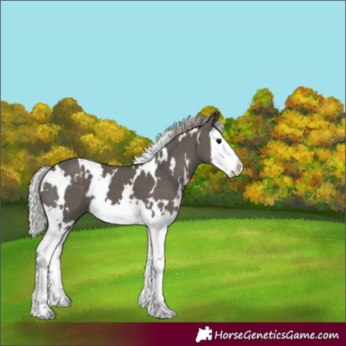 Horse Color:White Spotted Silver Black Splash
