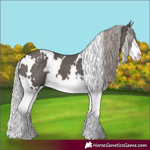 Horse Color:White Spotted Silver Black Splash 