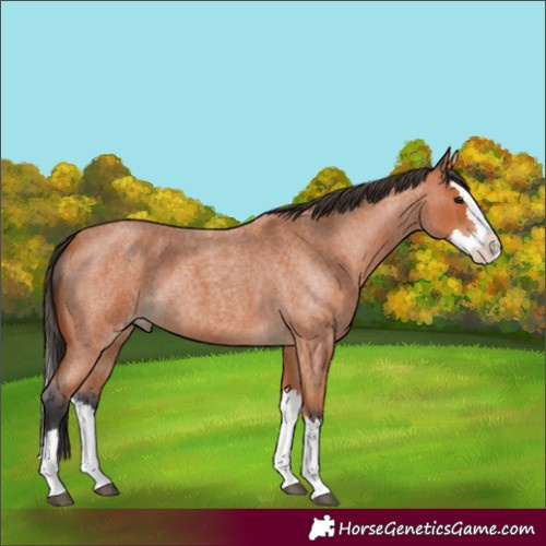 Horse Color:Bay Roan Splash 