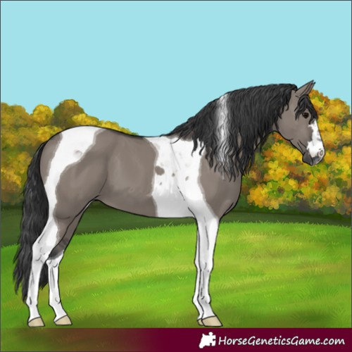 Horse Color:Grullo Tobiano 