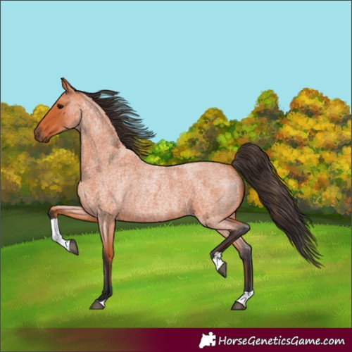 Horse Color:Bay Roan Tobiano 