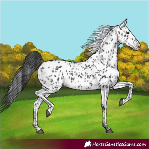 Horse Color:Black Appaloosa  and Black Appaloosa 