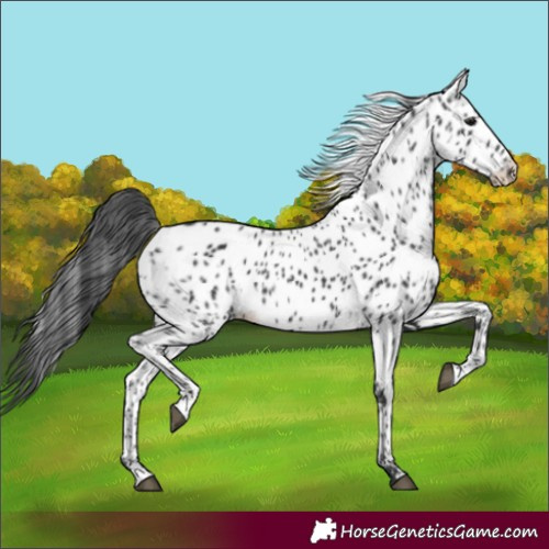 Horse Color:Black Appaloosa  and Black Appaloosa 