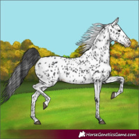 Horse Color:Black Appaloosa  and Black Appaloosa 