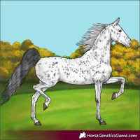 Horse Color:Black Appaloosa and Black Appaloosa