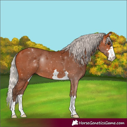 Horse Color:Silver Bay