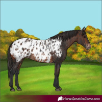 Horse Color:Black Appaloosa Rabicano  and Brown Appaloosa Rabicano 