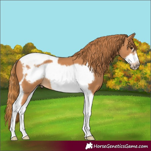 Horse Color:Chestnut Tobiano Frame