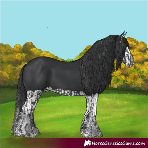 Horse Color:Black  and Black Splash 