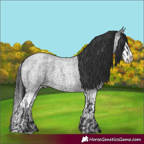 Horse Color:Blue Roan and Blue Roan Splash