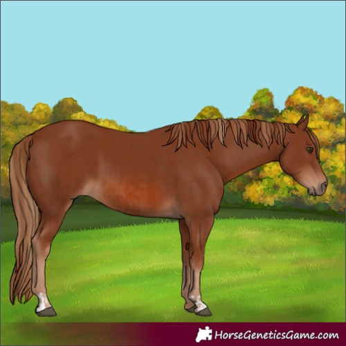 Horse Color:Chestnut  and Chestnut 
