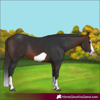 Horse Color:Brown Splash Frame Rabicano