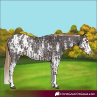 Horse Color:Liver Chestnut Sabino Splash Appaloosa Rabicano and Liver Chestnut Sabino Splash Appaloosa Rabicano