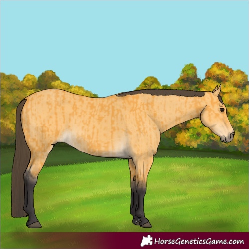 Horse Color:Buckskin  and Buckskin Dun 