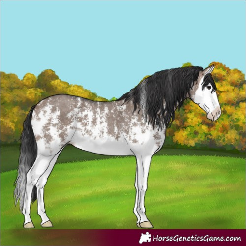 Horse Color:Brown Dun Sabino Splash
