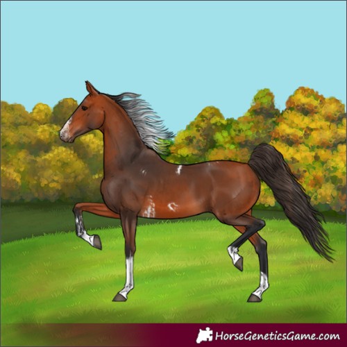 Horse Color:Bay Tobiano Frame and Bay Tobiano Frame