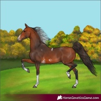 Horse Color:Bay Tobiano Frame  and Bay Tobiano Frame 