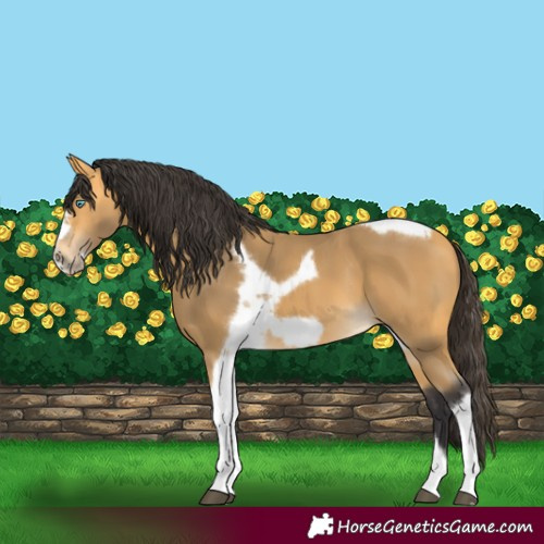 Horse Color:Buckskin Tobiano Frame 