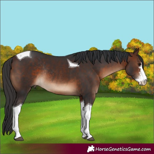 Horse Color:Brown Sabino Tobiano Rabicano 