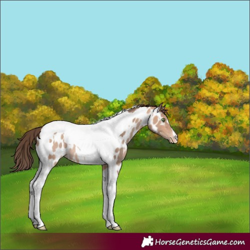 Horse Color:Amber Champagne Tobiano Appaloosa Rabicano 