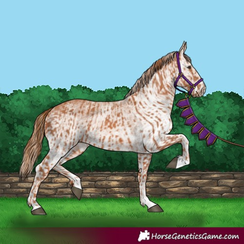 Horse Color:Chestnut and White Spotted Chestnut