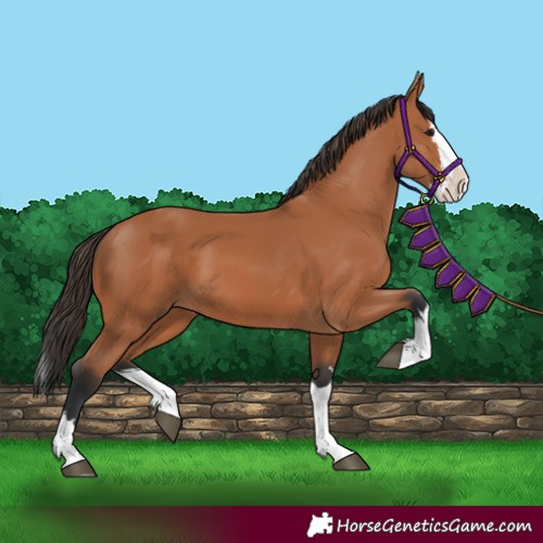 Horse Color:Bay Splash