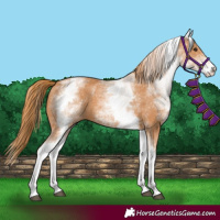Horse Color:White Spotted Chestnut 