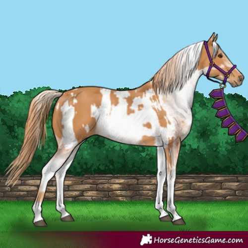 Horse Color:White Spotted Chestnut  and White Spotted Chestnut Blanket 