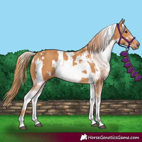 Horse Color:White Spotted Chestnut  and White Spotted Chestnut Appaloosa 